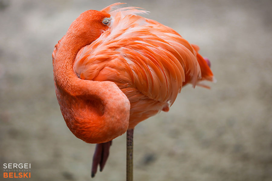 florida vacation family travel photographer sergei belski photo