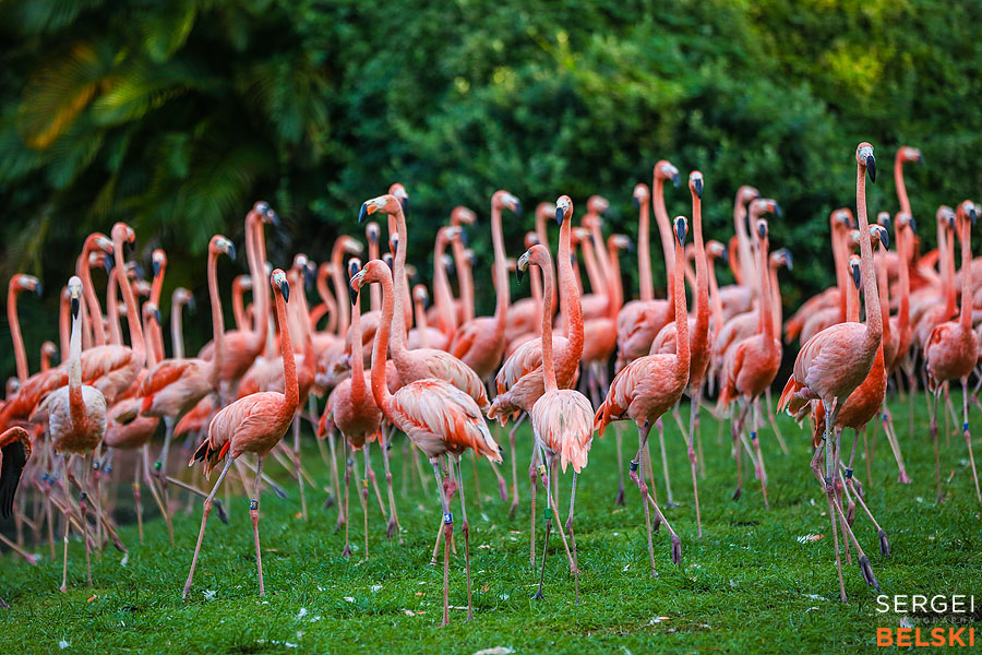 florida vacation family travel photographer sergei belski photo