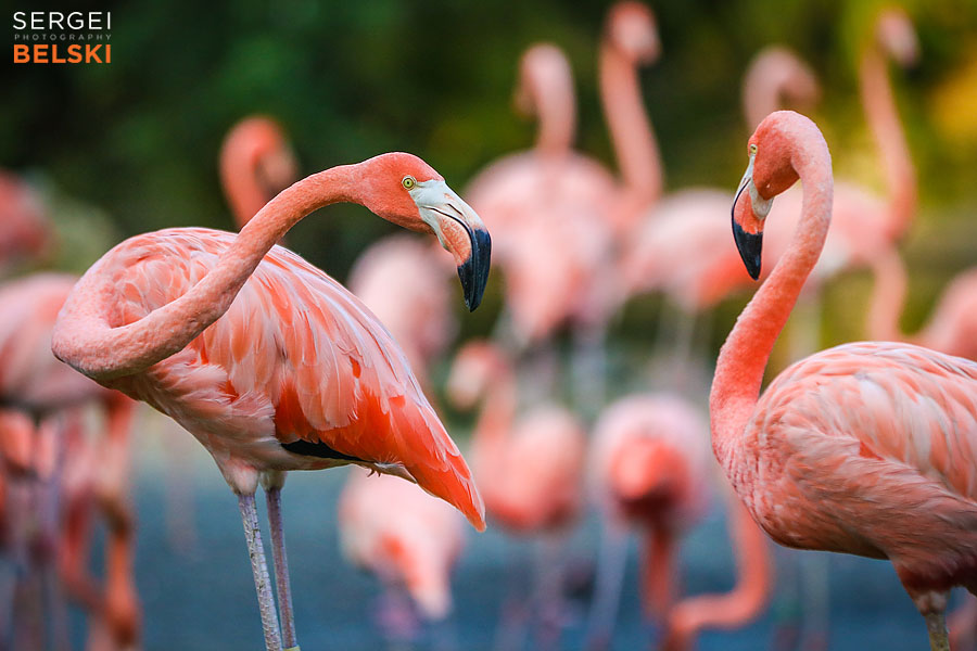 florida vacation family travel photographer sergei belski photo