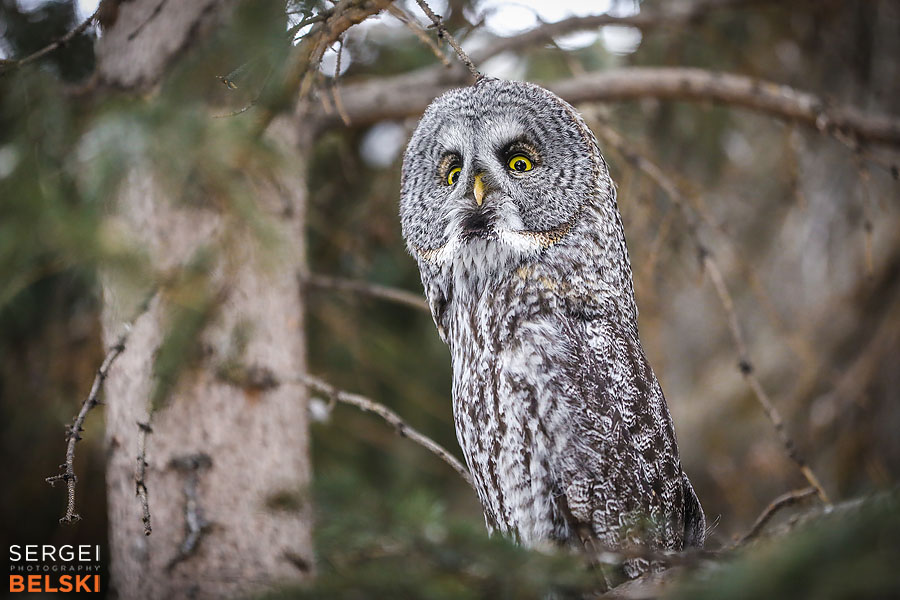 calgary zoo photographer sergei belski photo
