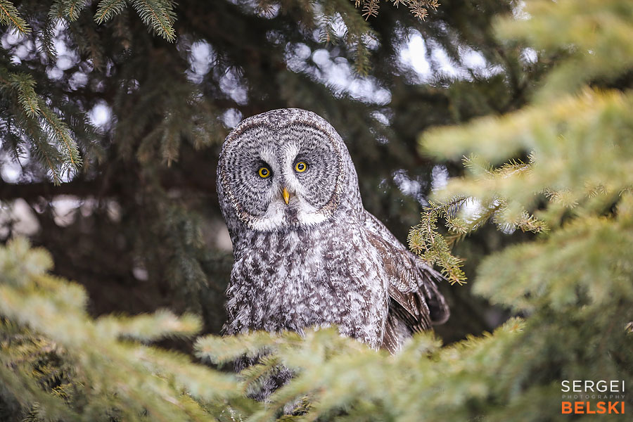 calgary zoo photographer sergei belski photo