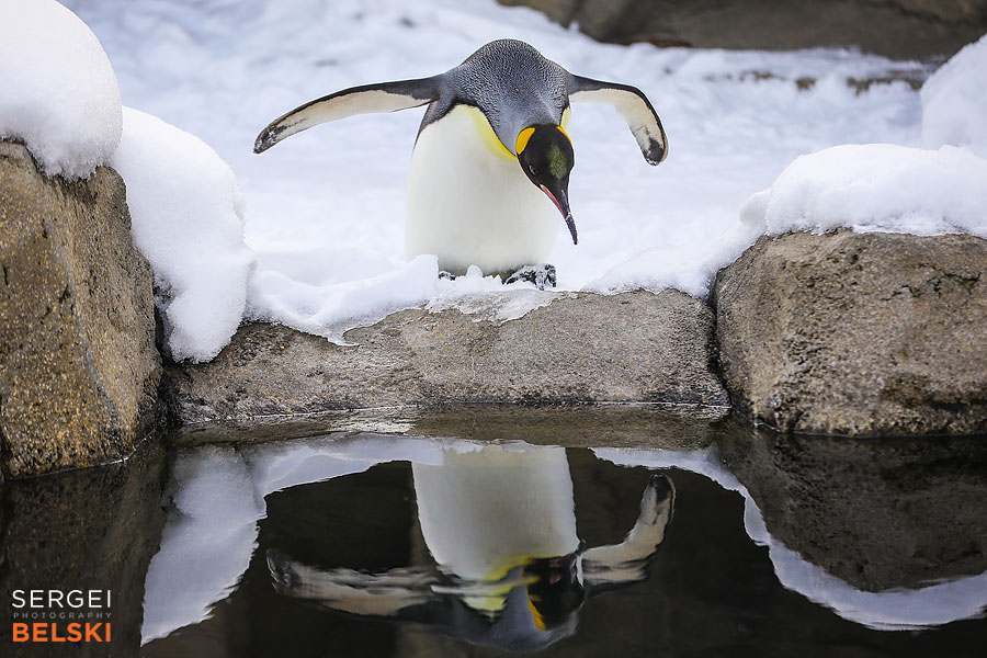 calgary zoo photographer sergei belski photo