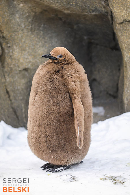 calgary zoo photographer sergei belski photo