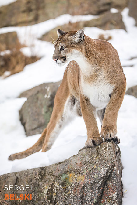 calgary zoo photographer sergei belski photo