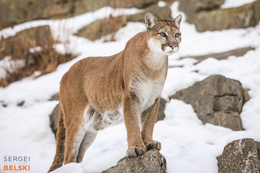 calgary zoo photographer sergei belski photo