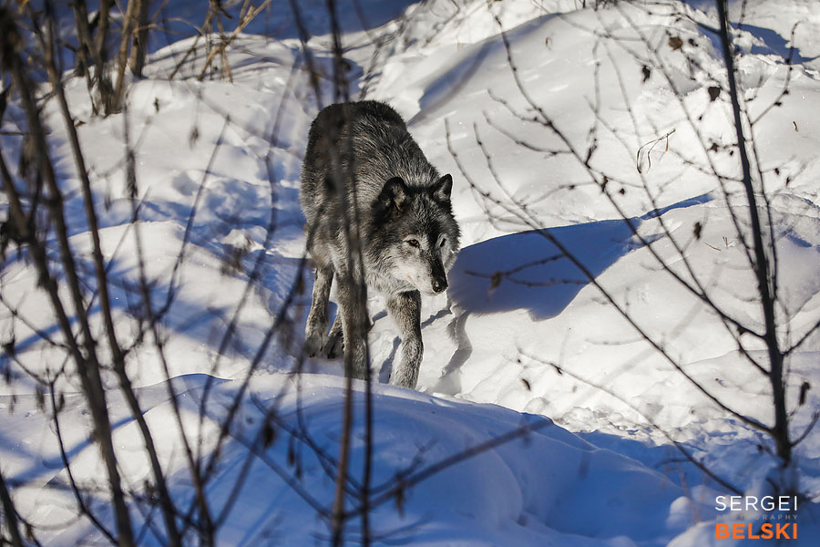 calgary zoo photographer sergei belski photo