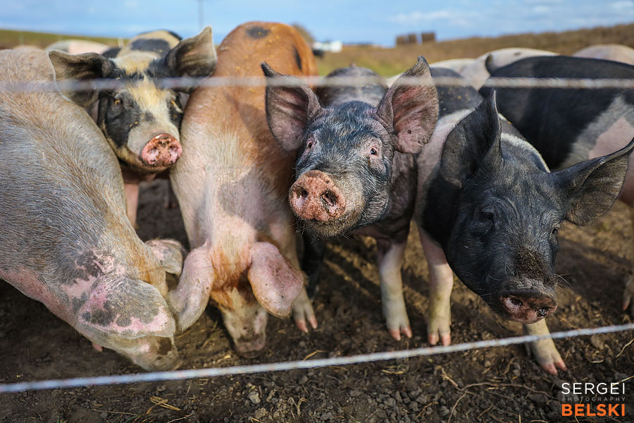 airdrie editorial photographer sergei belski photo