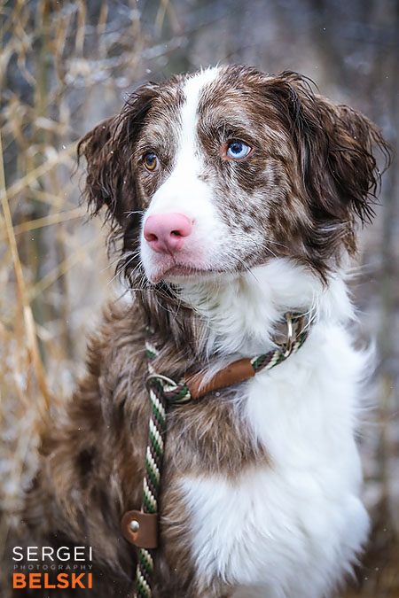 airdrie family photographer sergei belski photo