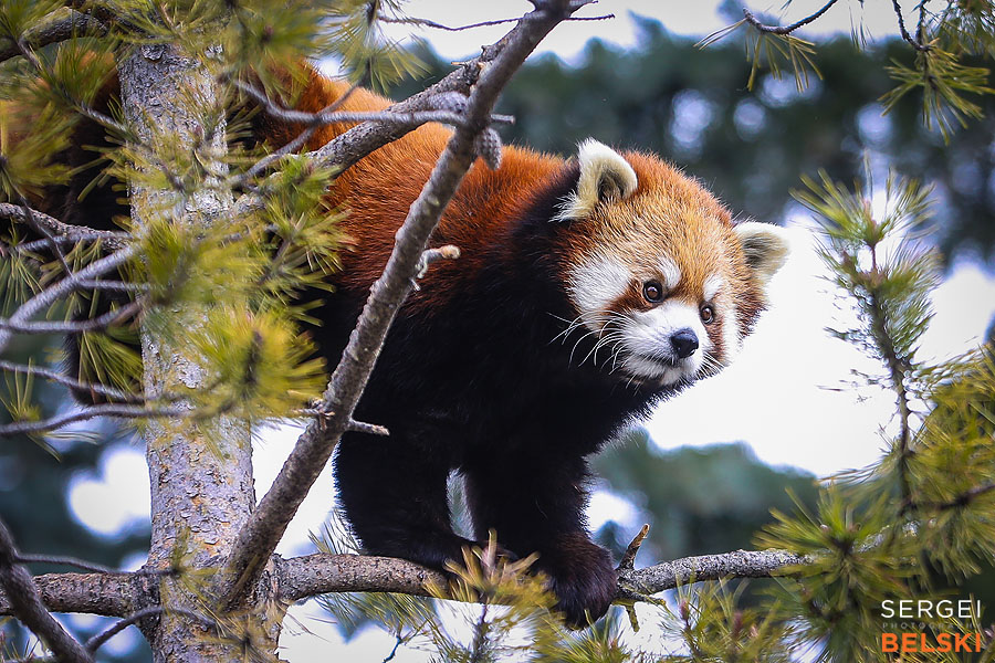 calgary zoo event photographer sergei belski photo