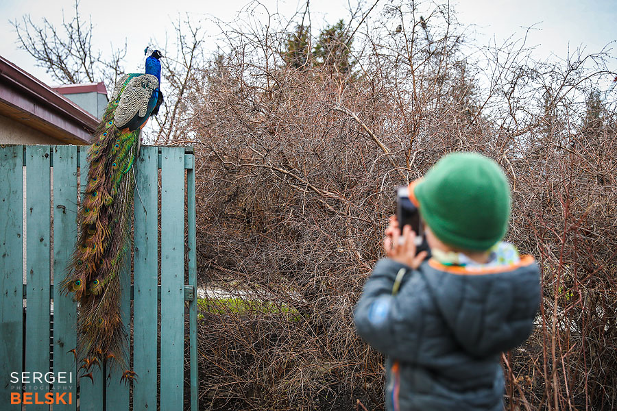 calgary zoo event photographer sergei belski photo