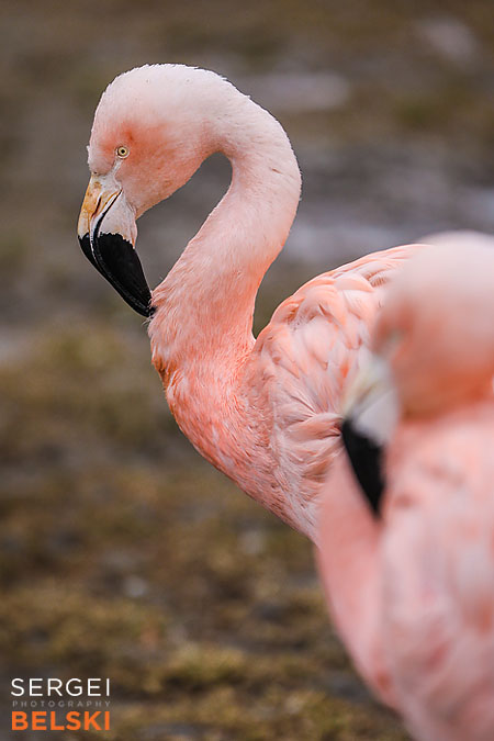 calgary zoo event photographer sergei belski photo