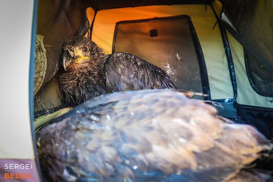 fortis alberta calgary corporate photographer sergei belski photo