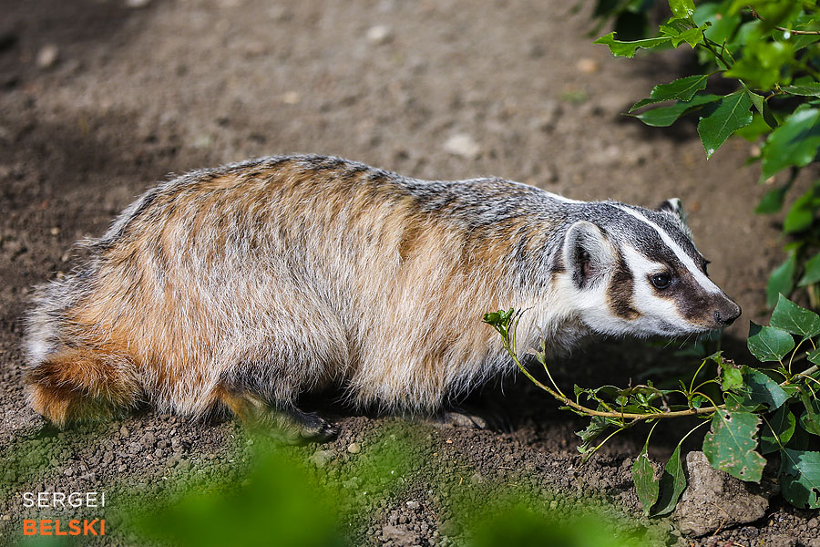 travel saskatoon photographer sergei belski photo