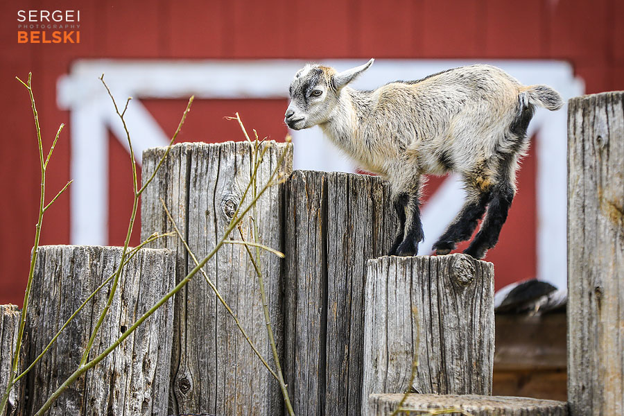 travel saskatoon photographer sergei belski photo