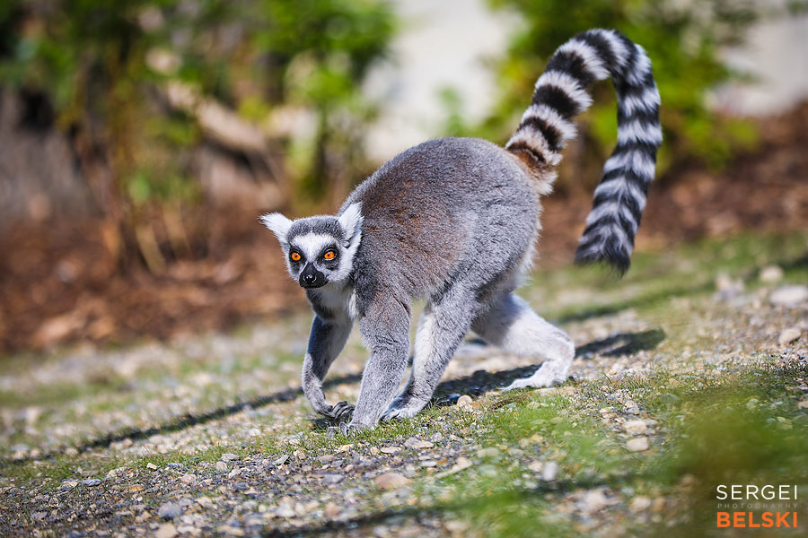 calgary zoo event photographer sergei belski photo