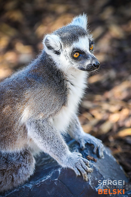 calgary zoo event photographer sergei belski photo