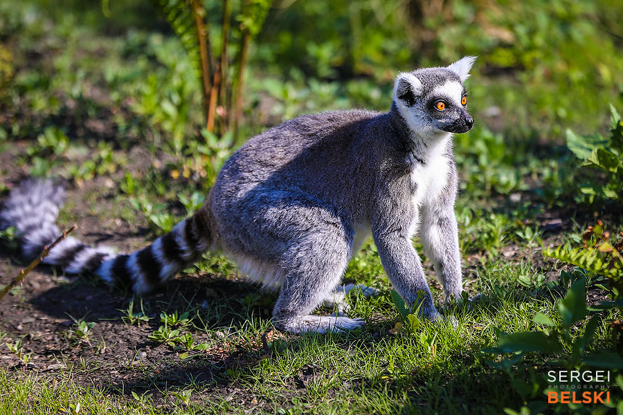 calgary zoo event photographer sergei belski photo