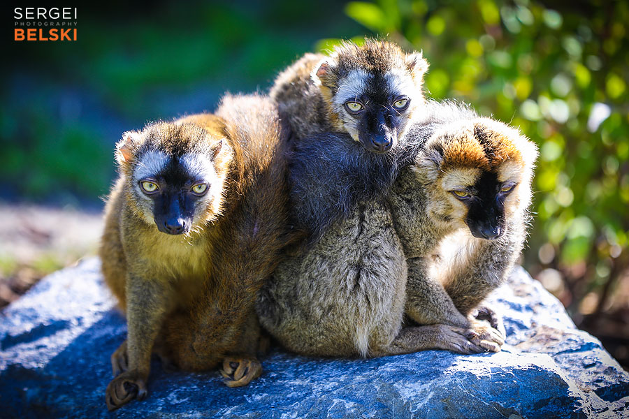 calgary zoo event photographer sergei belski photo