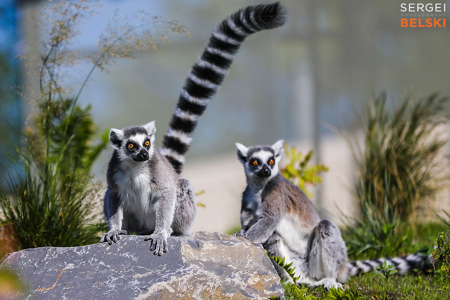 calgary zoo event photographer sergei belski photo