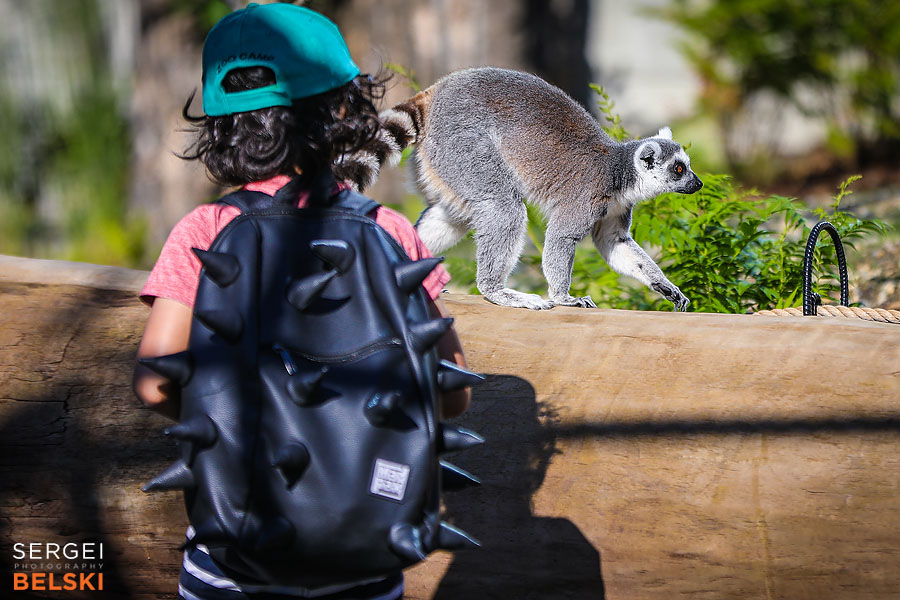 calgary zoo event photographer sergei belski photo
