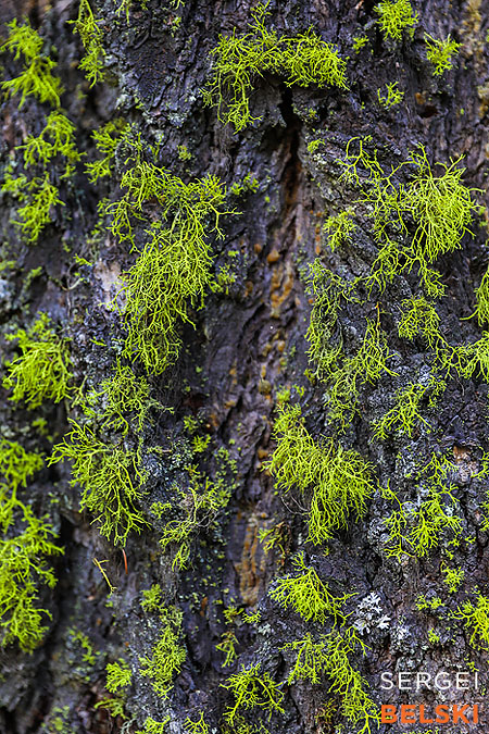 bc travel photographer sergei belski photo