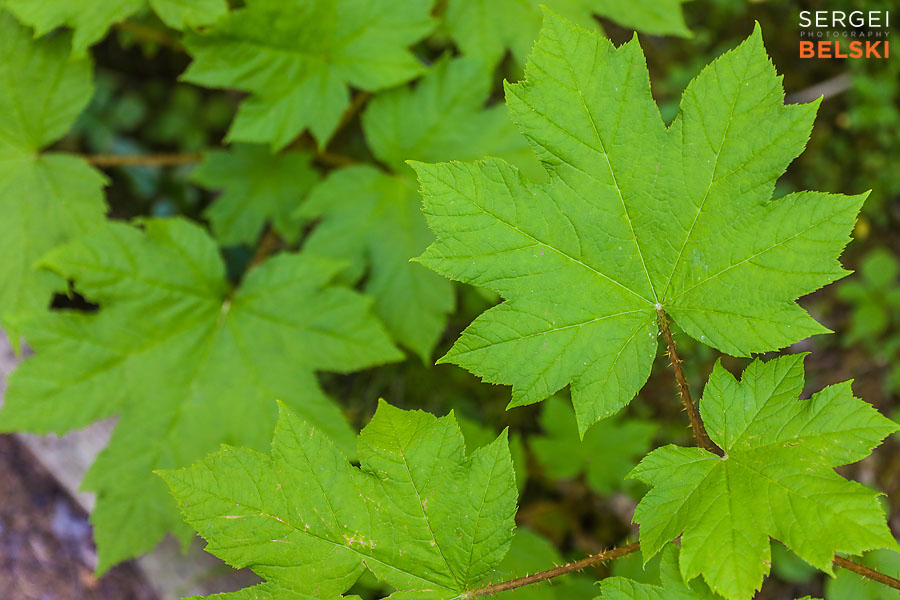 bc travel photographer sergei belski photo