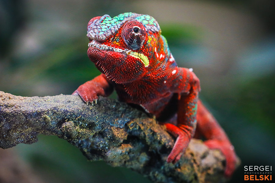 calgary zoo photographer sergei belski photo