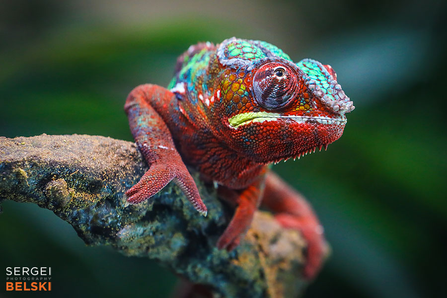calgary zoo photographer sergei belski photo
