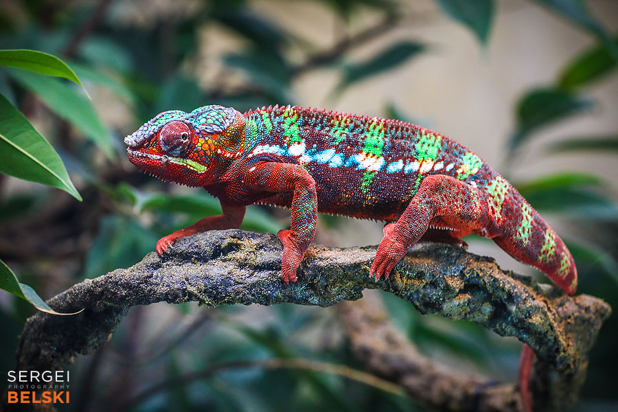calgary zoo photographer sergei belski photo