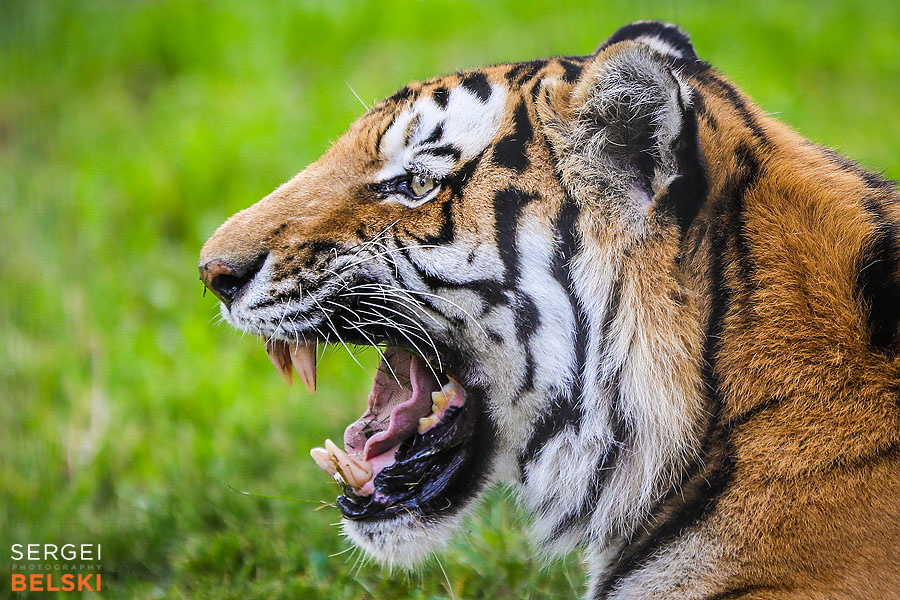 calgary zoo photographer sergei belski photo