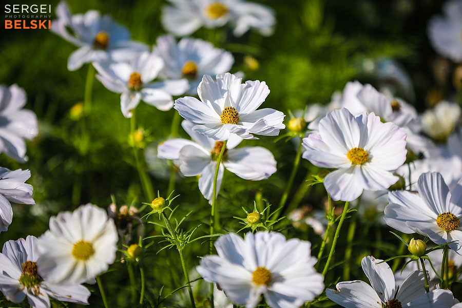 calgary zoo photographer sergei belski photo