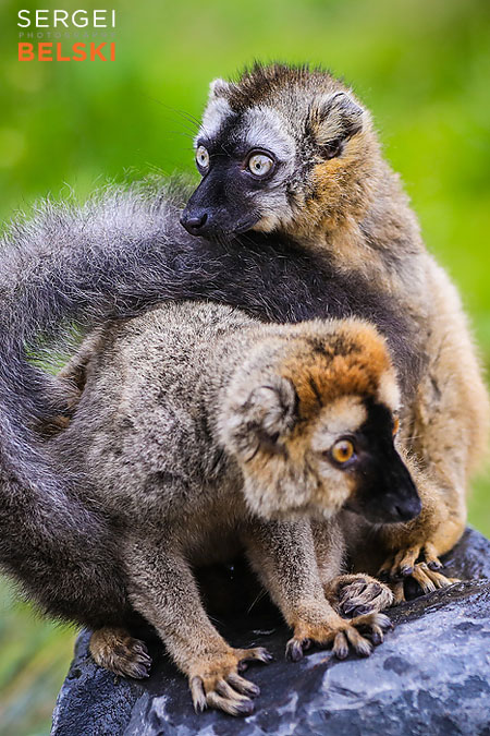 calgary zoo photographer sergei belski photo