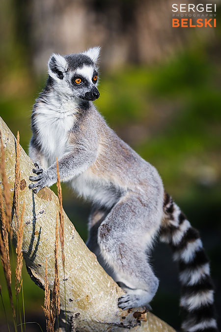 calgary zoo photographer sergei belski photo