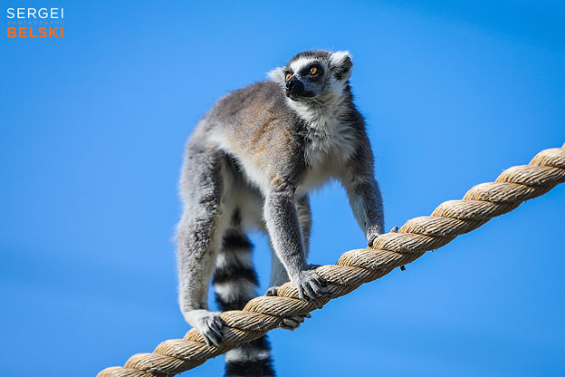 calgary zoo photographer sergei belski photo