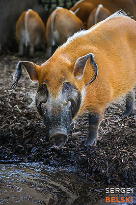 calgary zoo photographer sergei belski photo