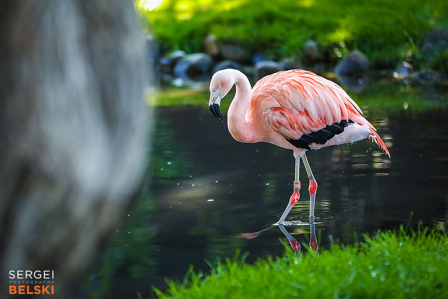 calgary zoo photographer sergei belski photo