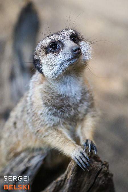 calgary zoo photographer sergei belski photo