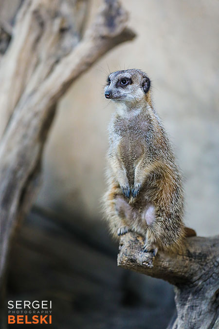 calgary zoo photographer sergei belski photo