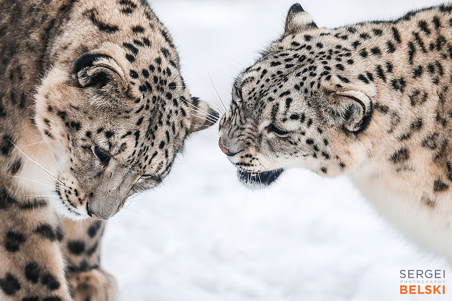 calgary zoo photographer sergei belski photo