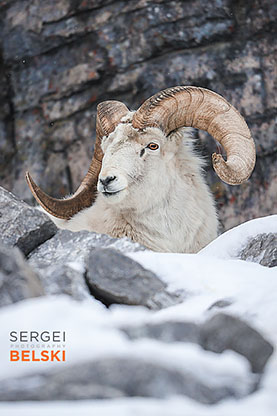 calgary zoo photographer sergei belski photo