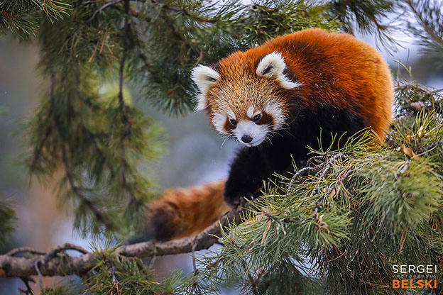 calgary zoo photographer sergei belski photo
