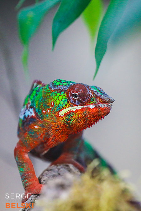 calgary zoo photographer sergei belski photo