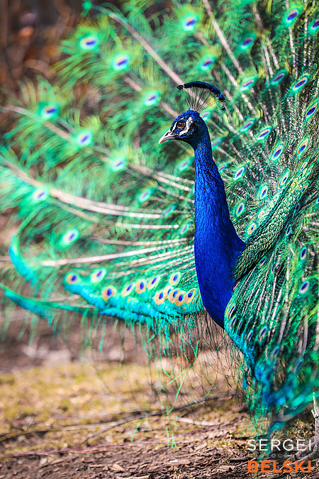calgary zoo photographer sergei belski photo