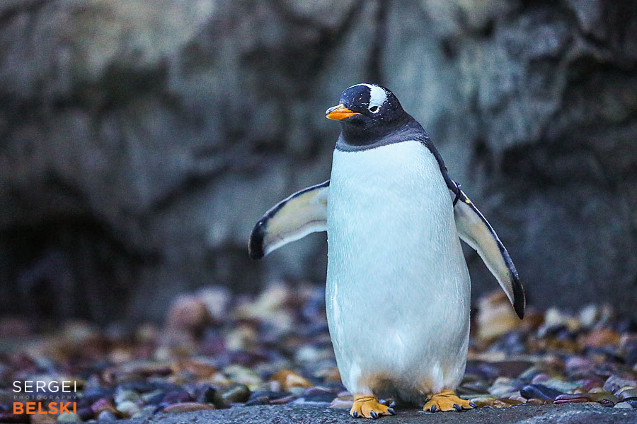 calgary zoo photographer sergei belski photo