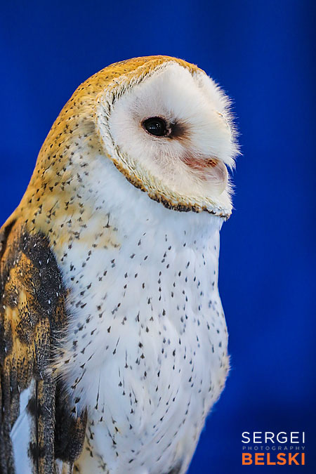 fortis alberta calgary corporate event sergei belski photo