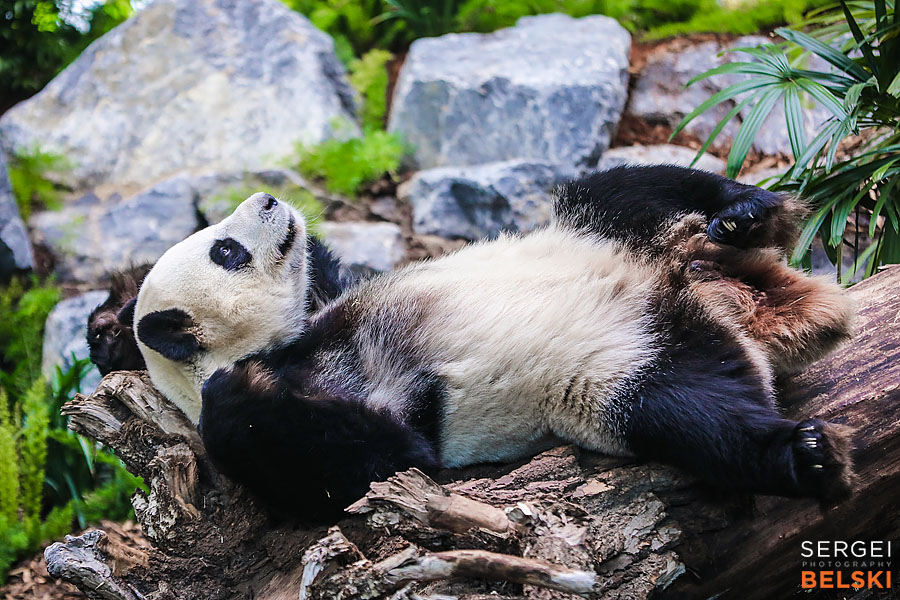 calgary zoo event photographer sergei belski photo