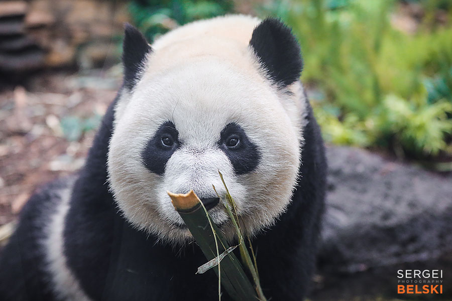 calgary zoo event photographer sergei belski photo