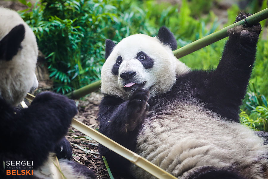 calgary zoo event photographer sergei belski photo