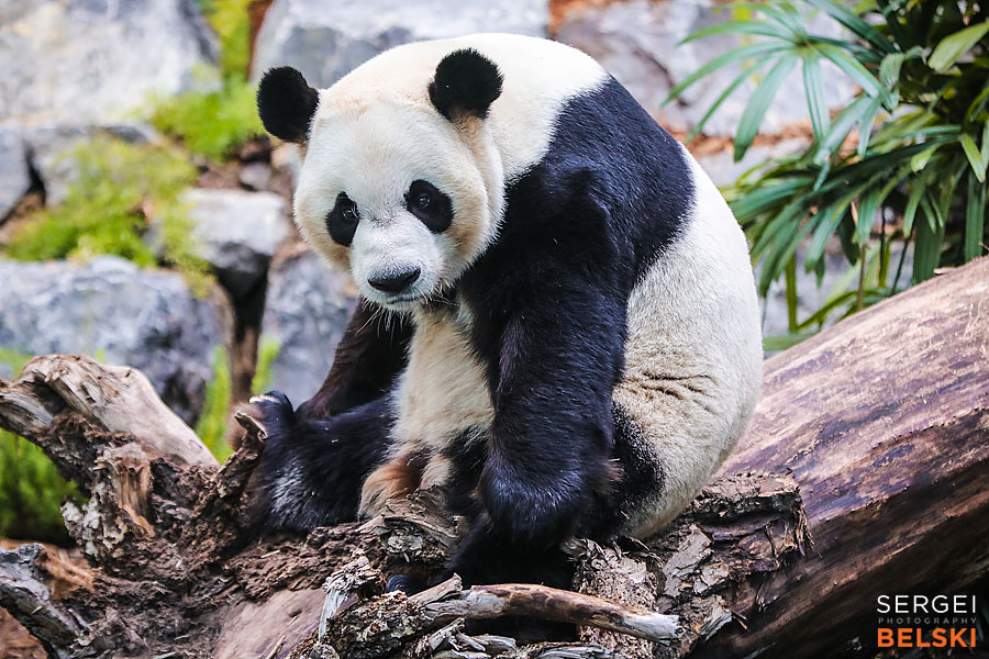 calgary zoo event photographer sergei belski photo