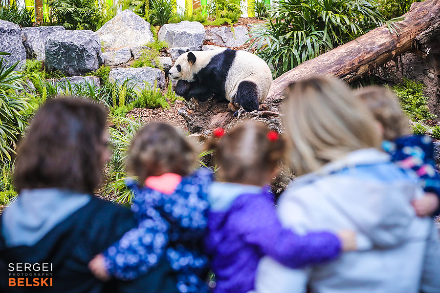 calgary zoo event photographer sergei belski photo